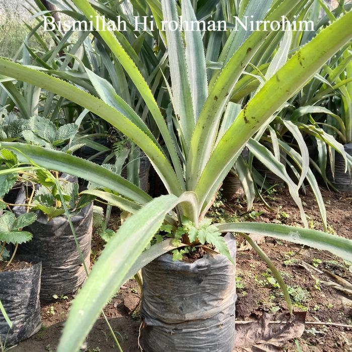 Bibit Nanas Madu Jumbo