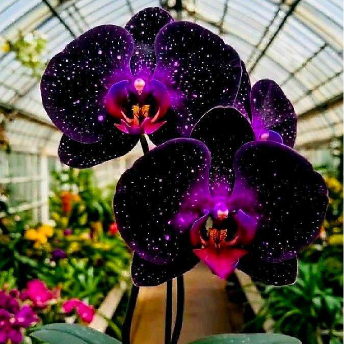 Anggrek Bulan Pasca Warna Bunga Anggrek Bulan Galaxy Pohon Bunga Anggrek Bulan