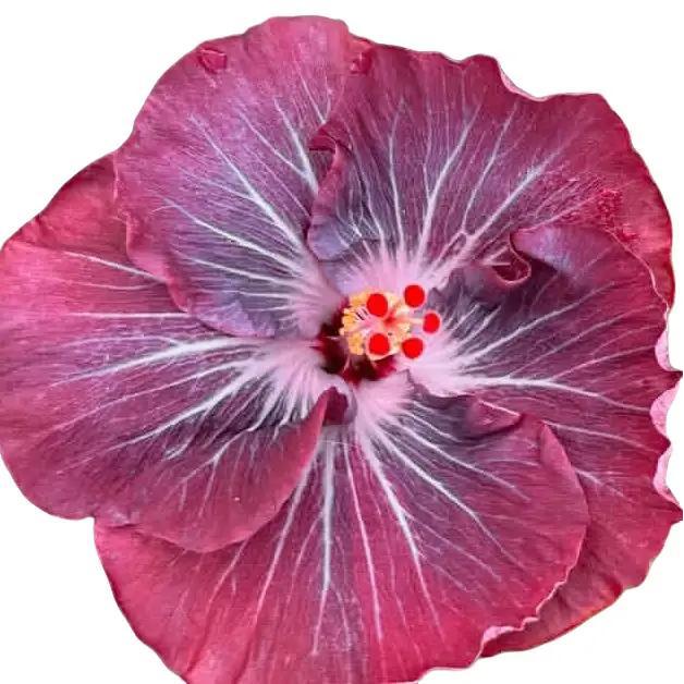 Tanaman hias kembang sepatu hibiscus import rainbow pohon bunga sepatu hibiscus import murah