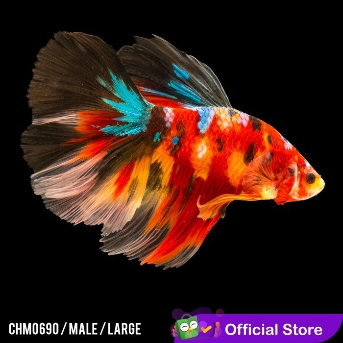 Betta Nemo Galaxy / Cupang Nemo Galaxy