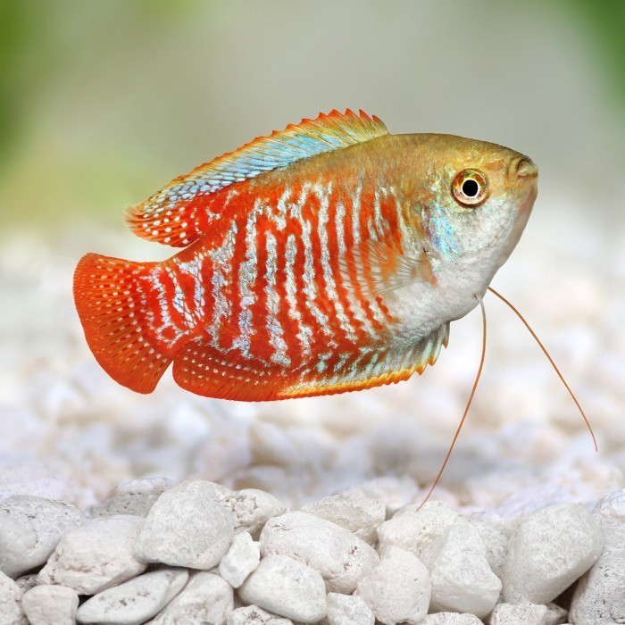 Sepat Ralis / Ikan Hias Air Tawar / Ikan Hias Aquascape