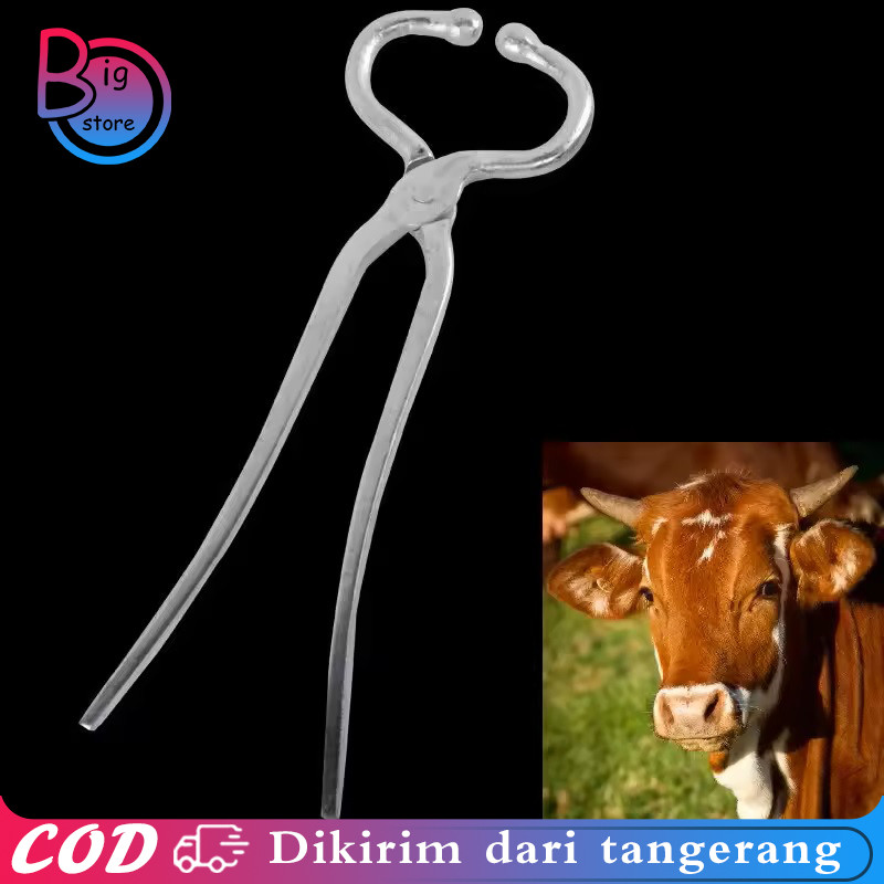 Penjepit Hidung Sapi 35cm Tang Hidung Sapi Alat Tindik Hidung Sapi Cattle Nose Plier