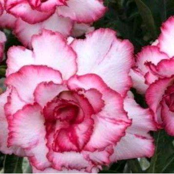 adenium benih bunga tumpuk