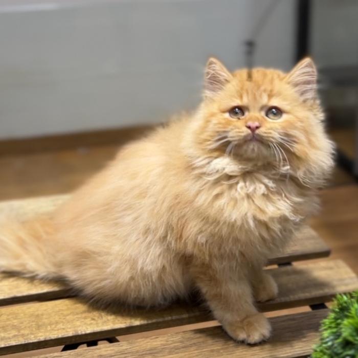 Kucing persia flatnose longhair