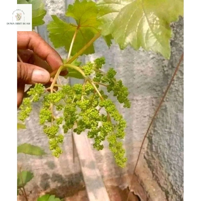 bibit anggur berbunga