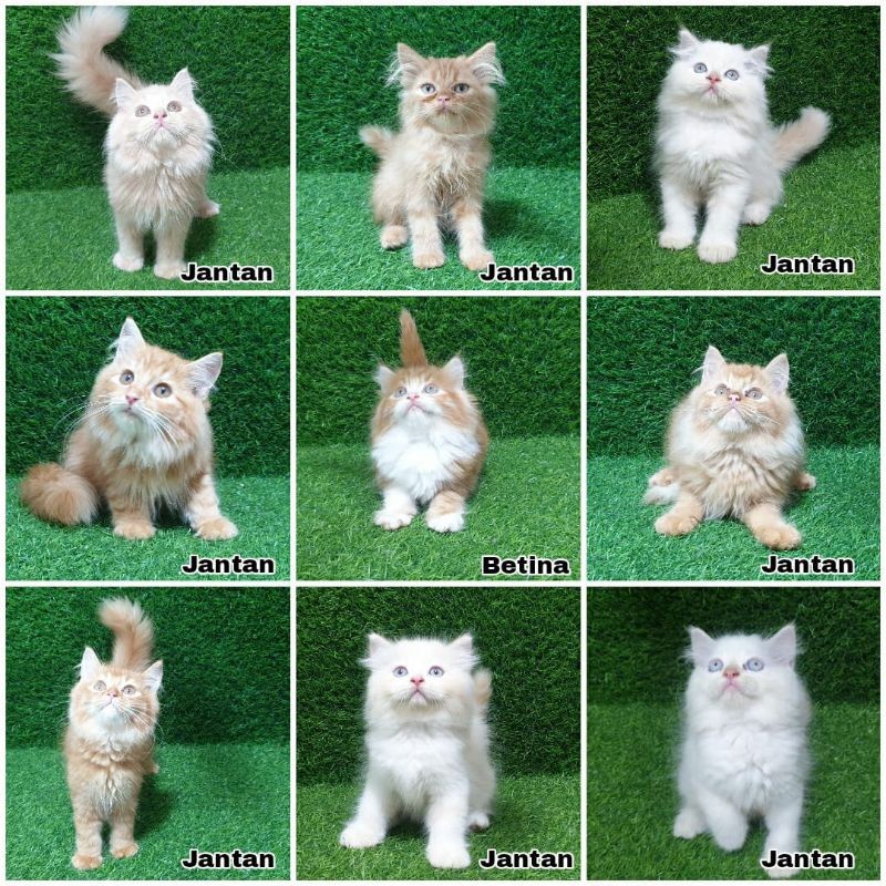 JUAL kucing bulu lebat Persia angora angora ragdol BSH himalaya Anakan kucing ana