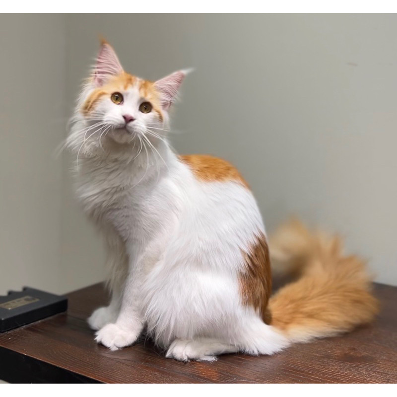 kucing mainecoon pedigree