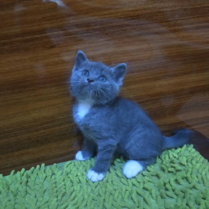 kucng bsh mix bicolor lucu shorhair