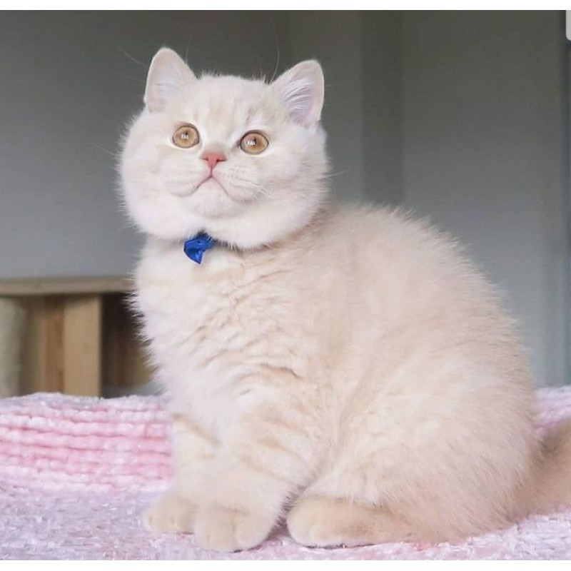 kucing British shorthair betina jantan ready