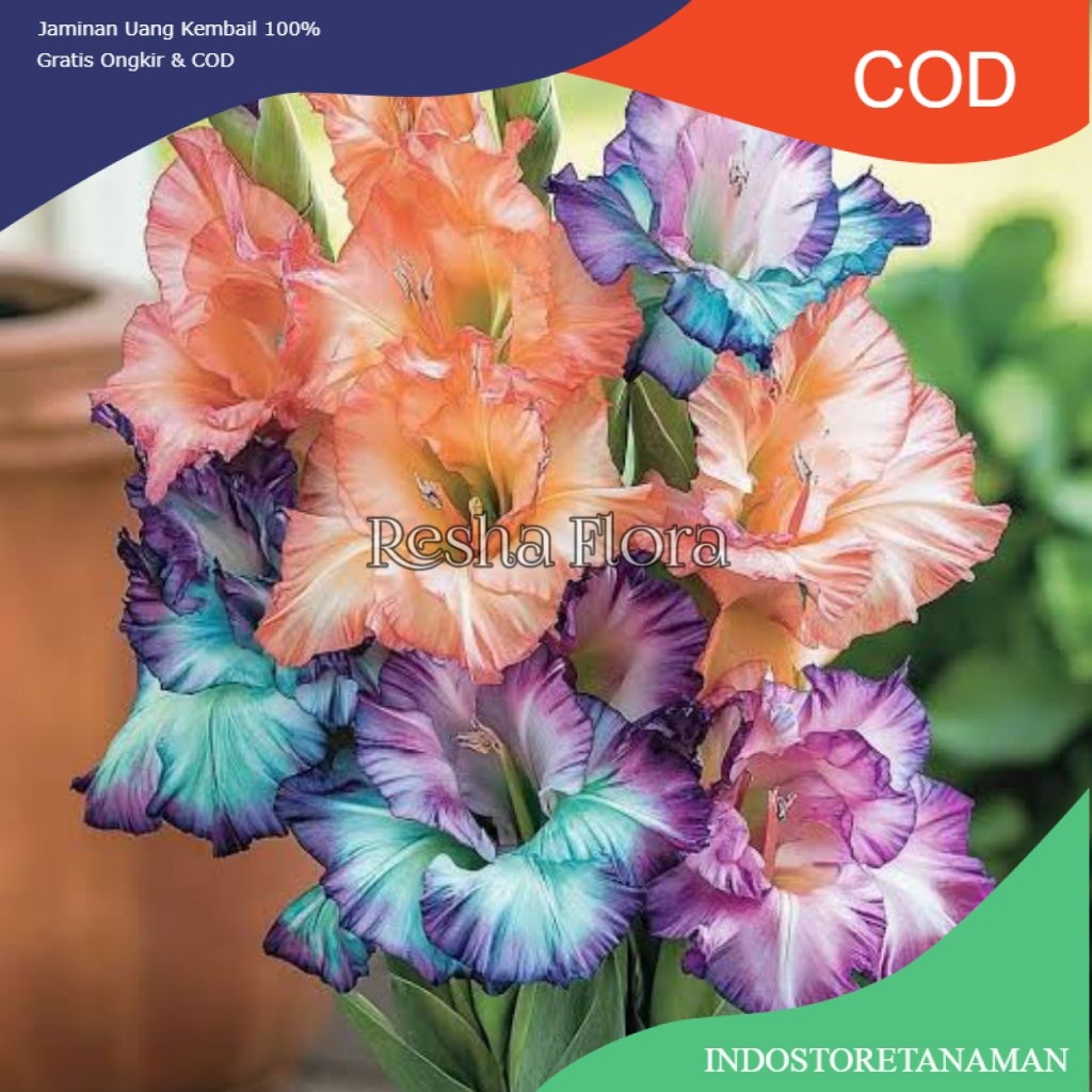 TANAMAN HIAS BUNGA SEDAP MALAM 3 WARNA CANTIK SIAP TANAM