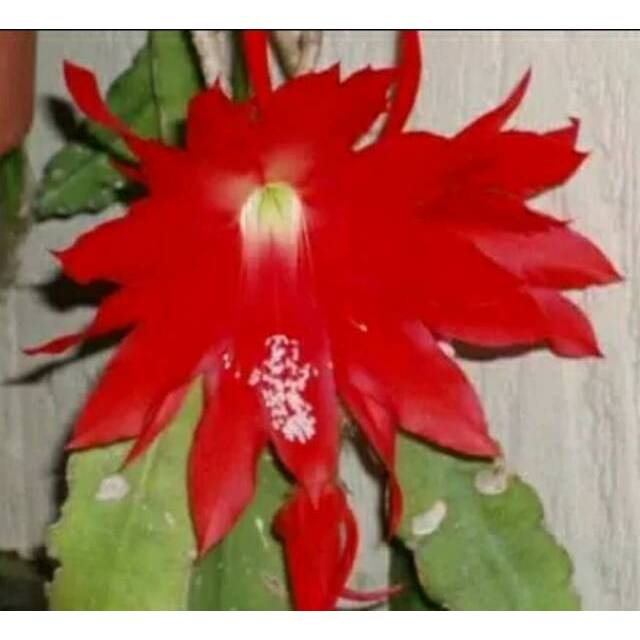 Tanaman Hias Wijaya kusuma bangkok Merah  (Epiphyllum oxypetallum)- Tanaman hias gantung wijaya kusu