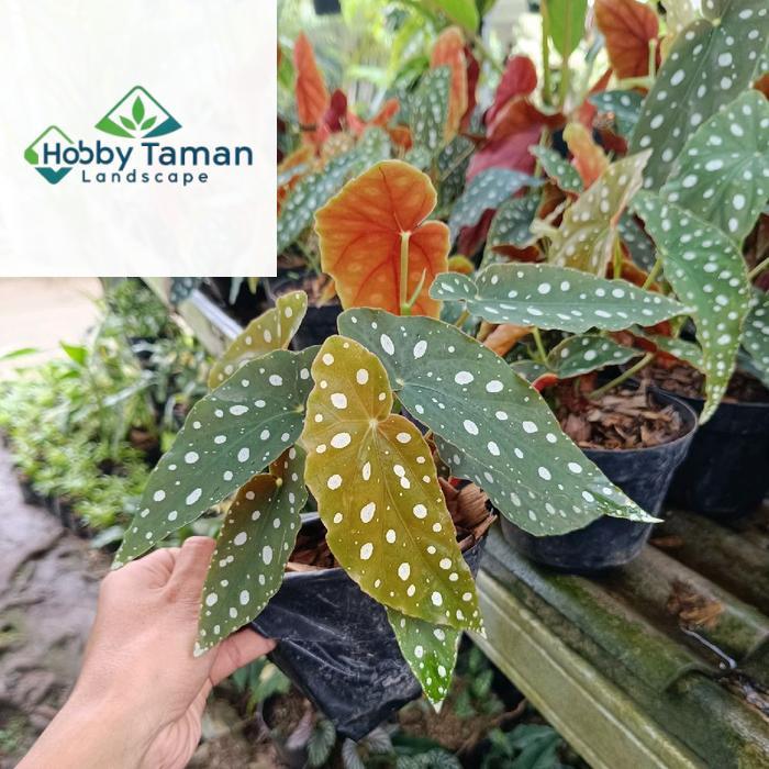 tanaman begonia polkadot - tanaman hias begonia polkadot
