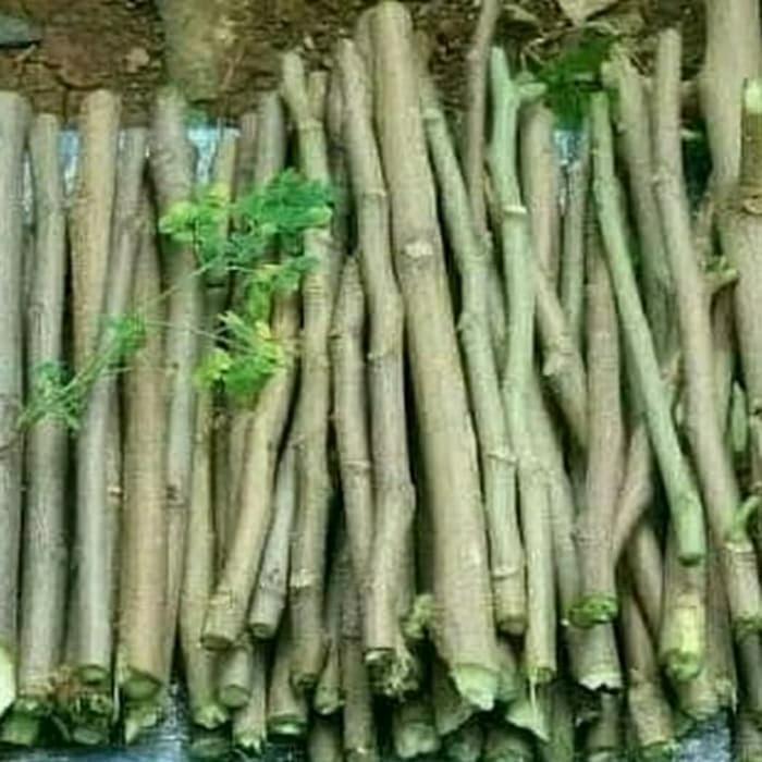 pohon kelor/stek pohon kelor Bibit