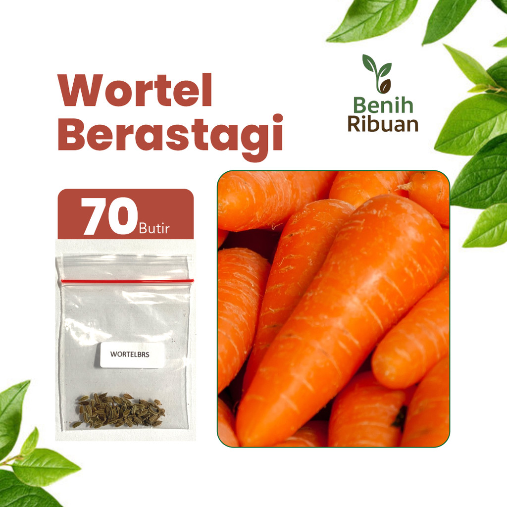 BENIH RIBUAN - Benih Wortel Berastagi Unggul, Bibit Sayuran Wortel Super Bibit Wortel Premium