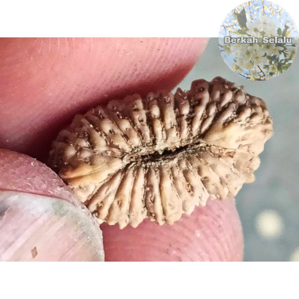 Rudraksha Mukhi 21 Garis 21 Jenitri Berkah_Selalu