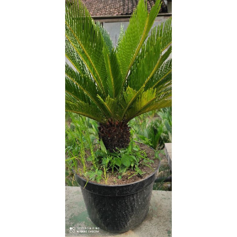 Palem Sikas Mawar Jambe super jumbo