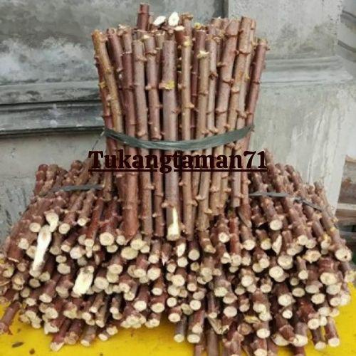 Bibit pohon Singkong mentega singkong kuning isi 10 Batang plus bonus