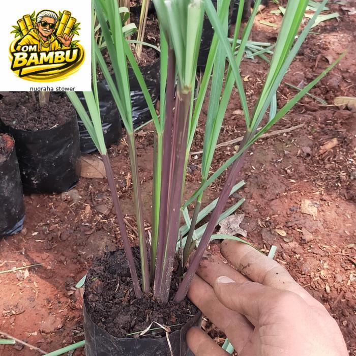 pohon sereh merah / sereh wangi sereh herbal 1 kg sereh wangi/sereh merah