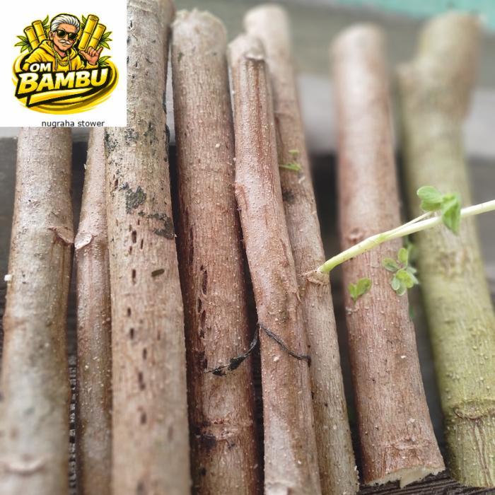 bibit stek pohon kelor Bibit pohon kelor cutting stek batang kelor siap