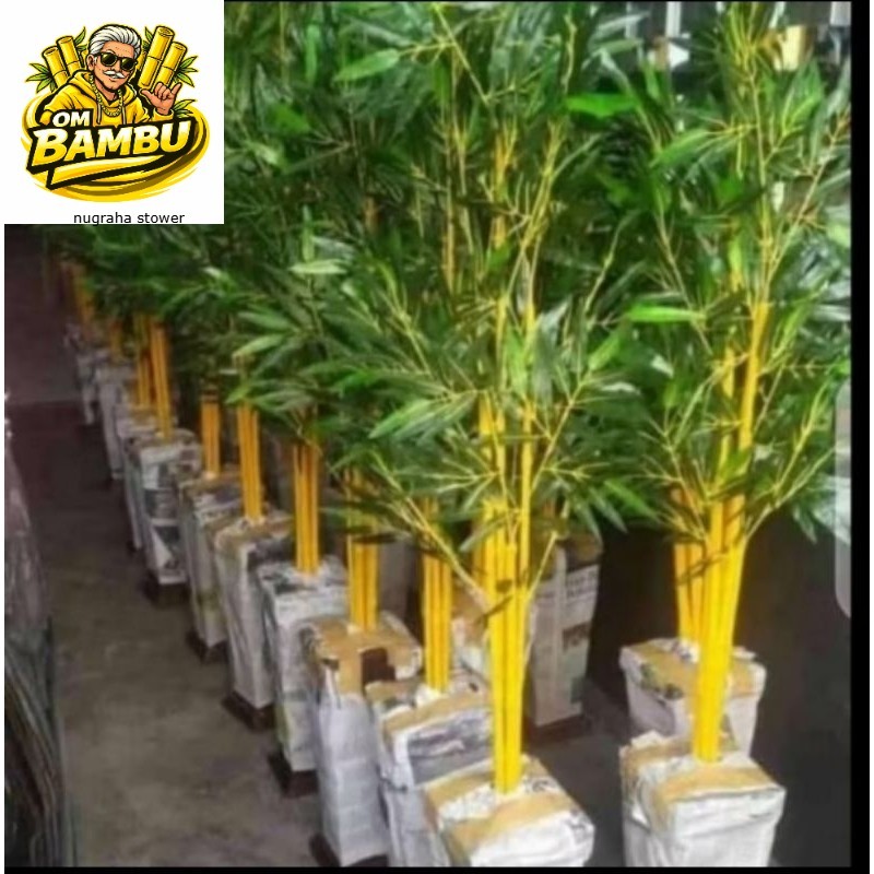 Bambu kuning super Bambu kuning panjang 40 cm DM