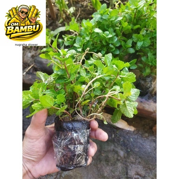 Bibit benih tanaman  daun mint