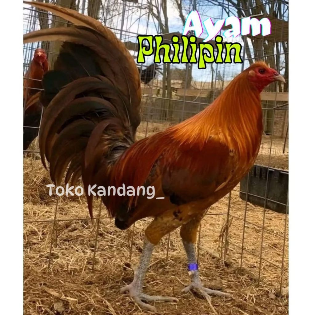 TELUR AYAM PHILIPIN ASLI PETARUNG AK 47 BISA UNTUK DITETASKAN