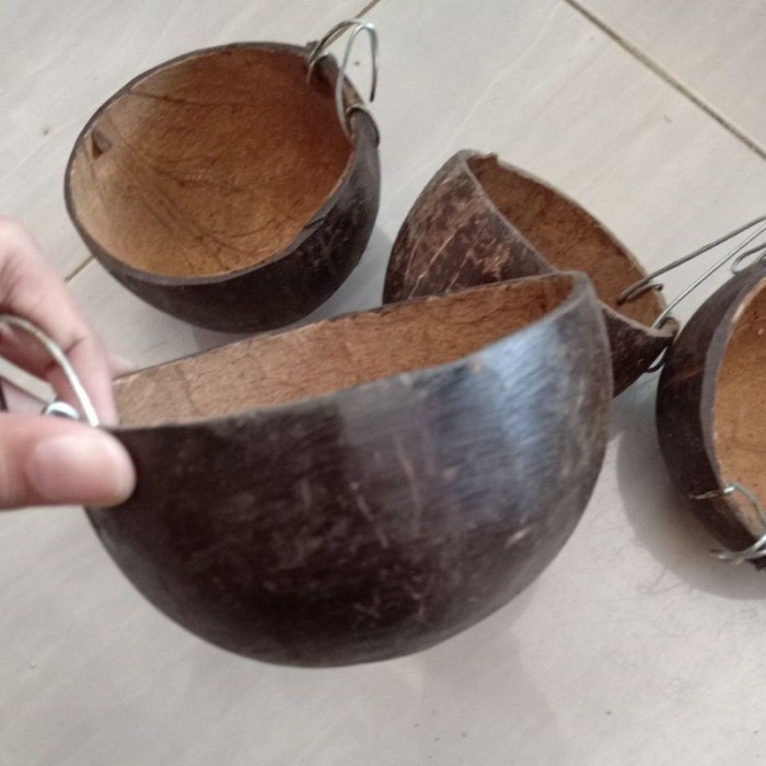 tempat pakan dan minum ayam dari batok kelapa termurah batok kelapa (Sorvernirshop)