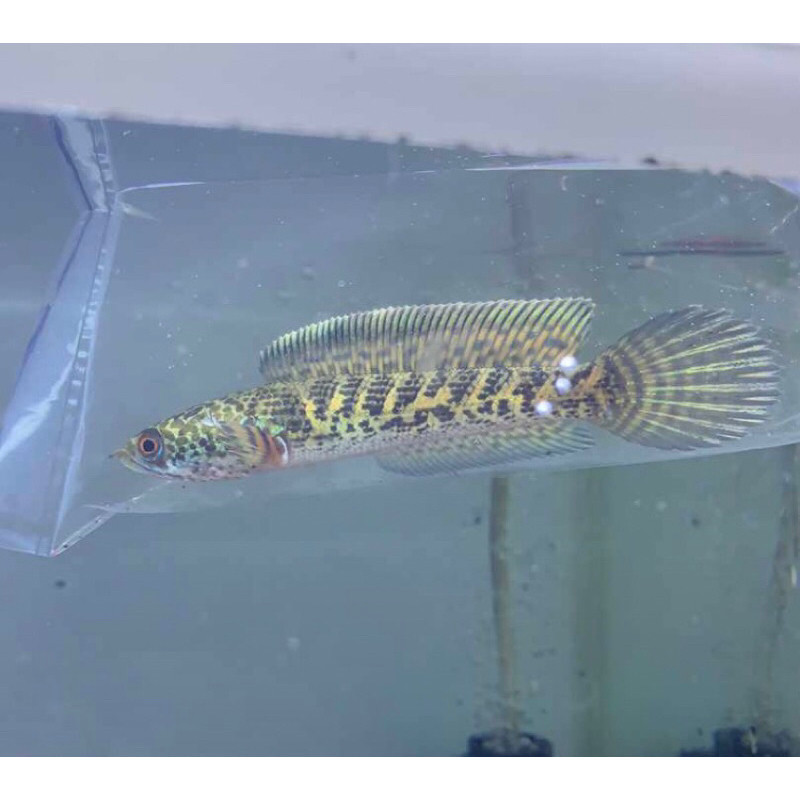 pakan mainan Auranti CB 2cm Ikan Channa Ukuran Besar