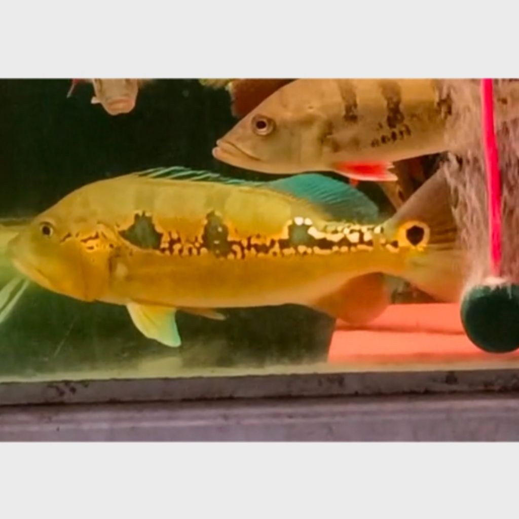 Peacock Bass Pbass Orinoco Spotline Makan Pelet 28/30cm Aquarium hiasan