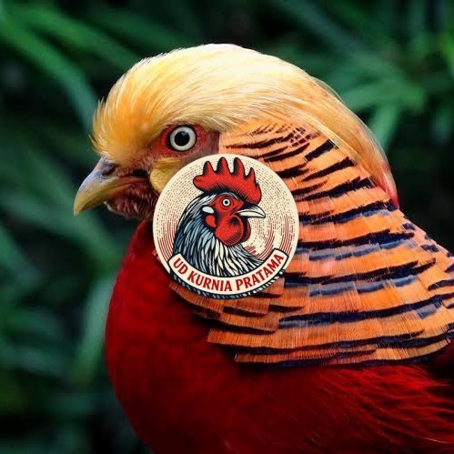Telur ayam ringneck golden pheasant telur ayam hias fertil siap tetas UD KURNIA PRATAMA
