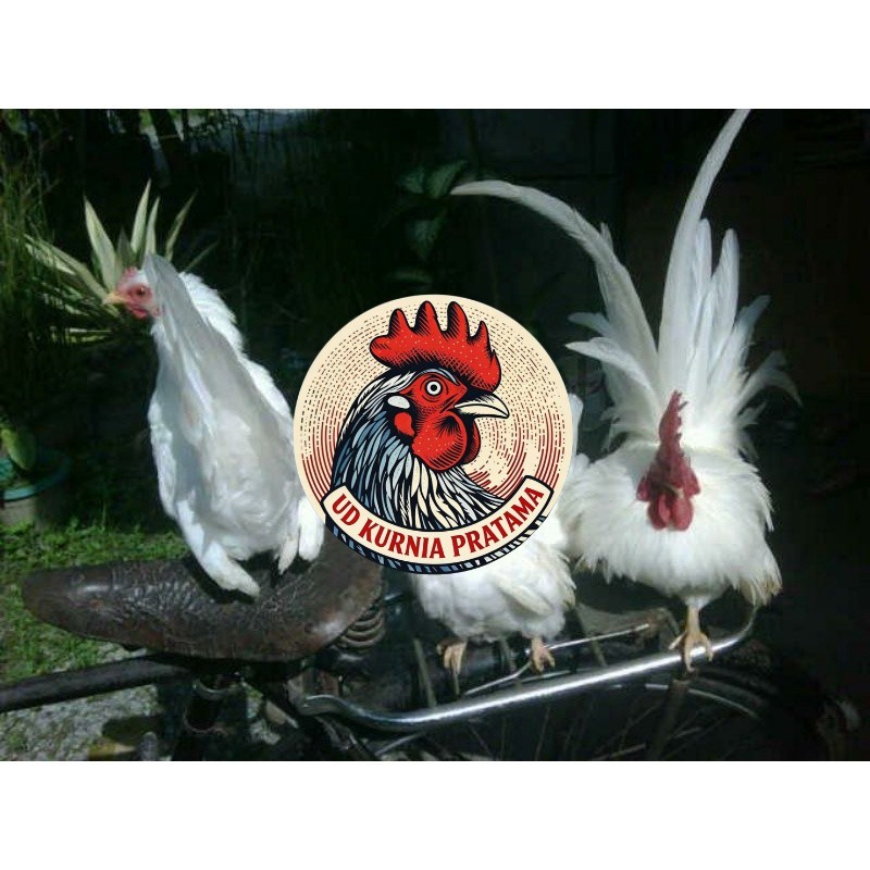 TELUR AYAM HIAS KATE JEPANG SAMURAI UNTUK DI TETASKAN UD KURNIA PRATAMA