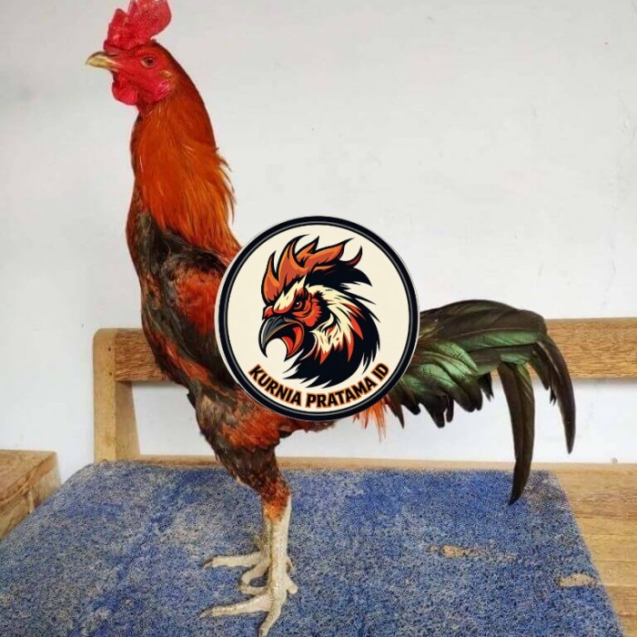 Telur ayam bangkok pama mangon petarung fertil asli KURNIA PRATAMA ID