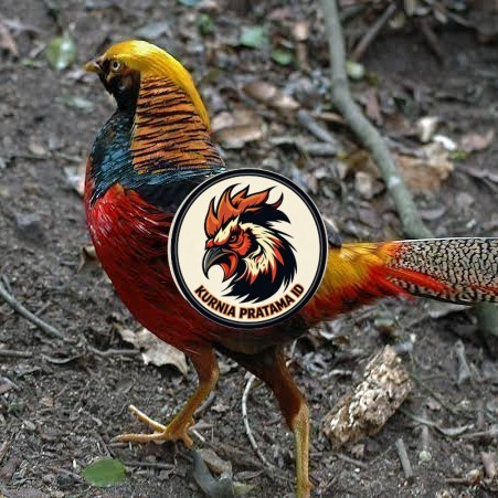Telur ayam ringneck golden pheasant telur ayam hias fertil siap cod KURNIA PRATAMA ID