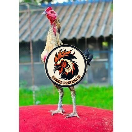 Telur ayam bangkok shamo brazil / ayam petarung aduan siap ditetaskan KURNIA PRATAMA ID