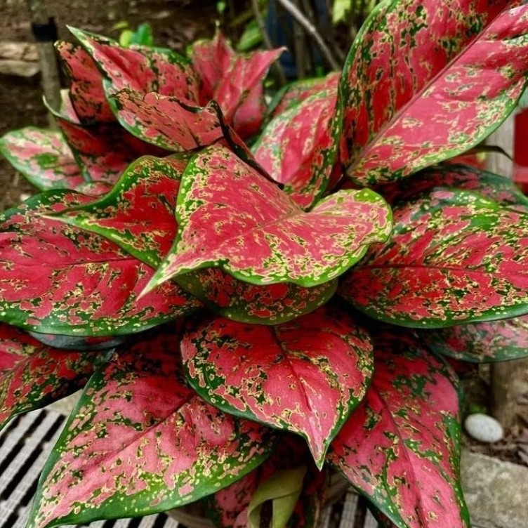 Aglonema Dud Anjamani Rimbun Aglonema Merah Dut Anjamani Tanaman Hias Berkualitas