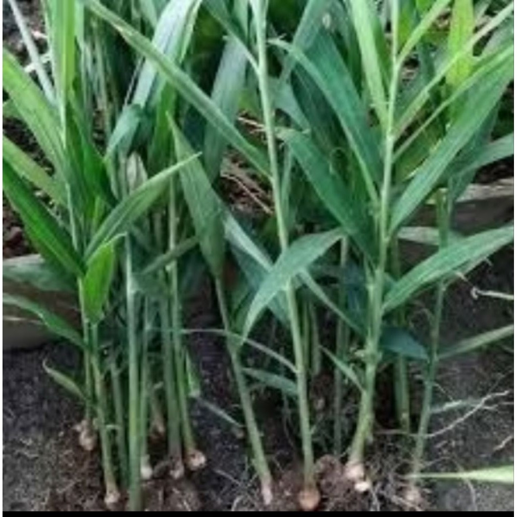 Bibit Tanaman Jahe Merah Super Siap Tanam Murah