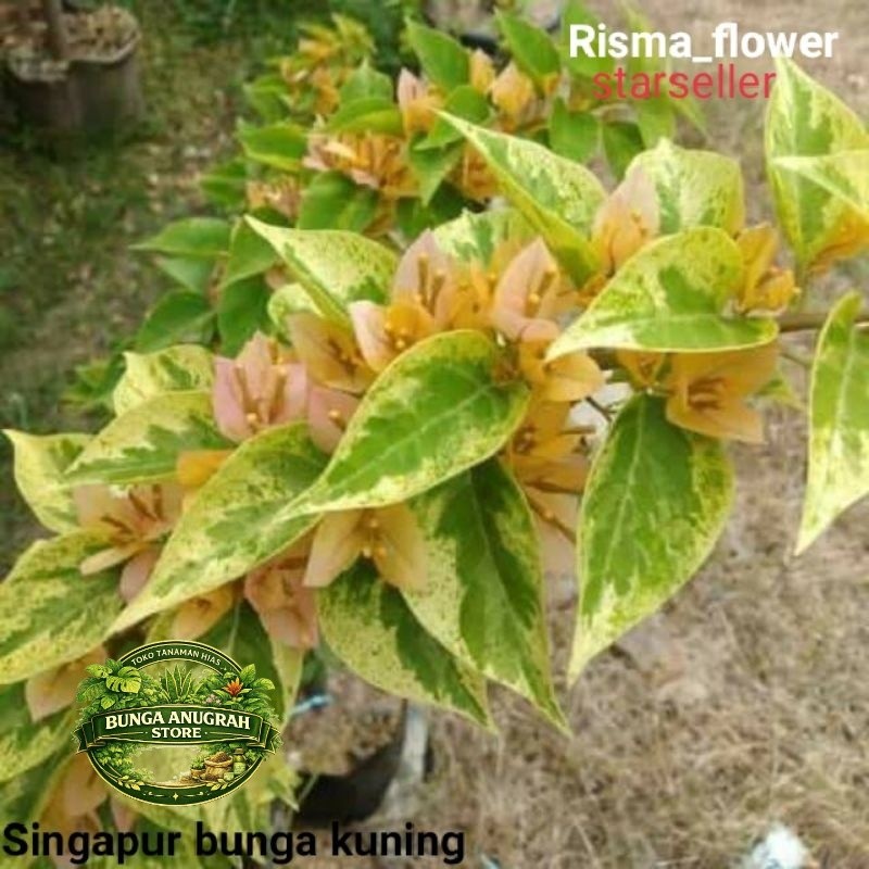 NEW POHON BOUGENVILLE SINGAPUR BUNGA KUNING / TANAMAN HIAS