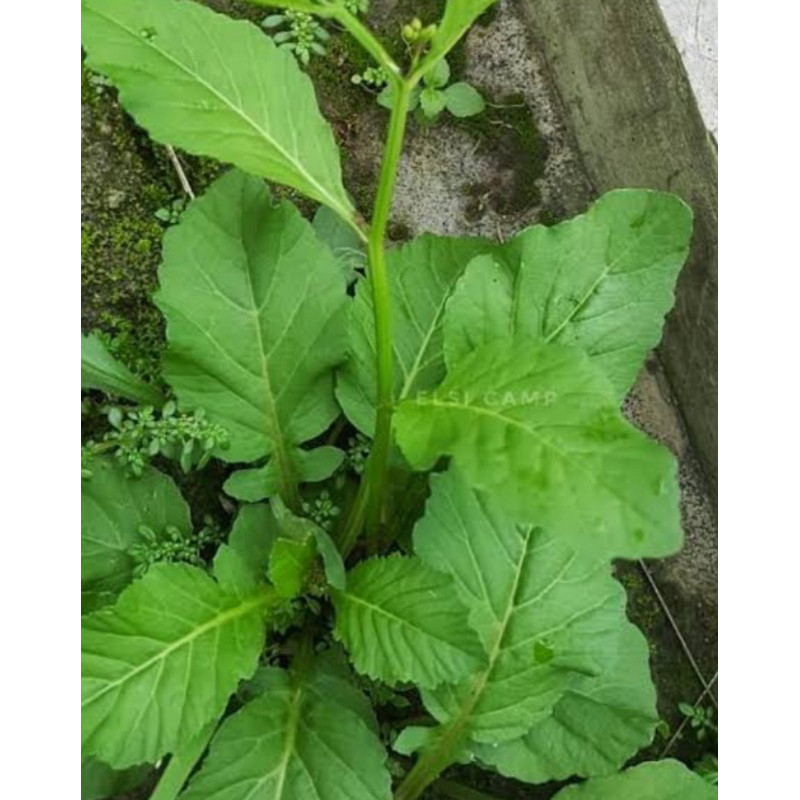 tanaman sawi tanah siap tanam