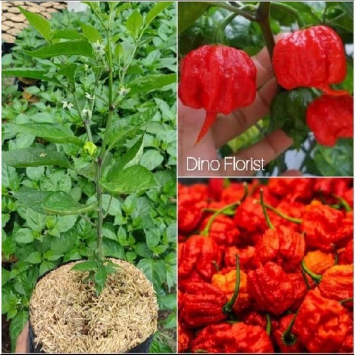 Bibit Tanaman Cabai Carolina Reaper Merah / Red Carolina Reaper / Cabe Lombok Super Pedas