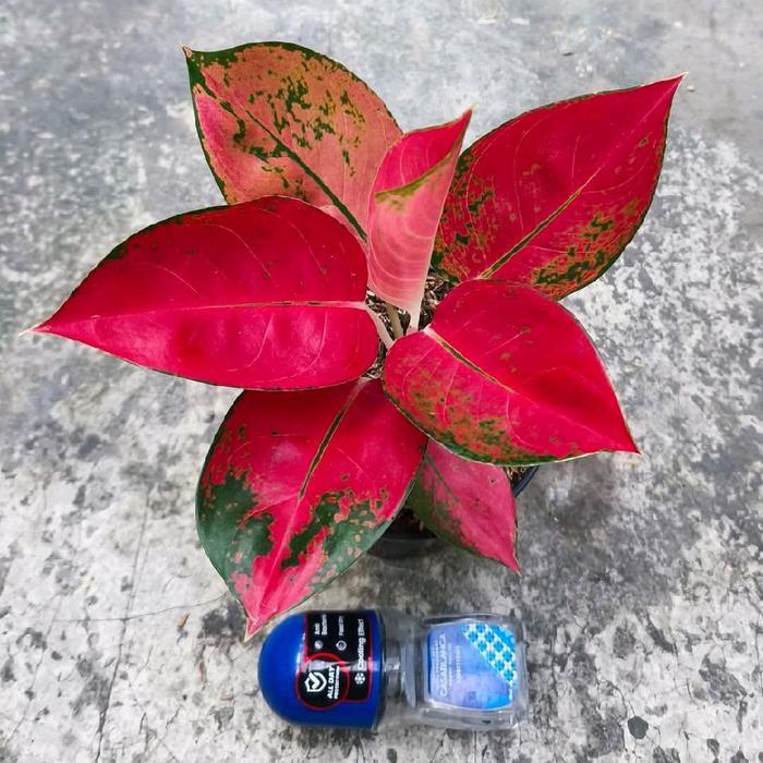 (Promo) bibit tanaman hias aglonema kochin red diamond