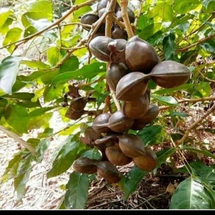 BIBIT POHON JENGKOL/ BIBIT JENGKOL SUPER/ BIBIT BUAH JENGKOL ASLI Siap Tanam Cepat Berbuah Unggul