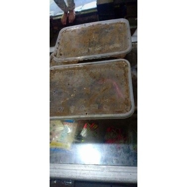 New Umpan Pancing Galatama & Harian Cacing Nipah 1 Meter