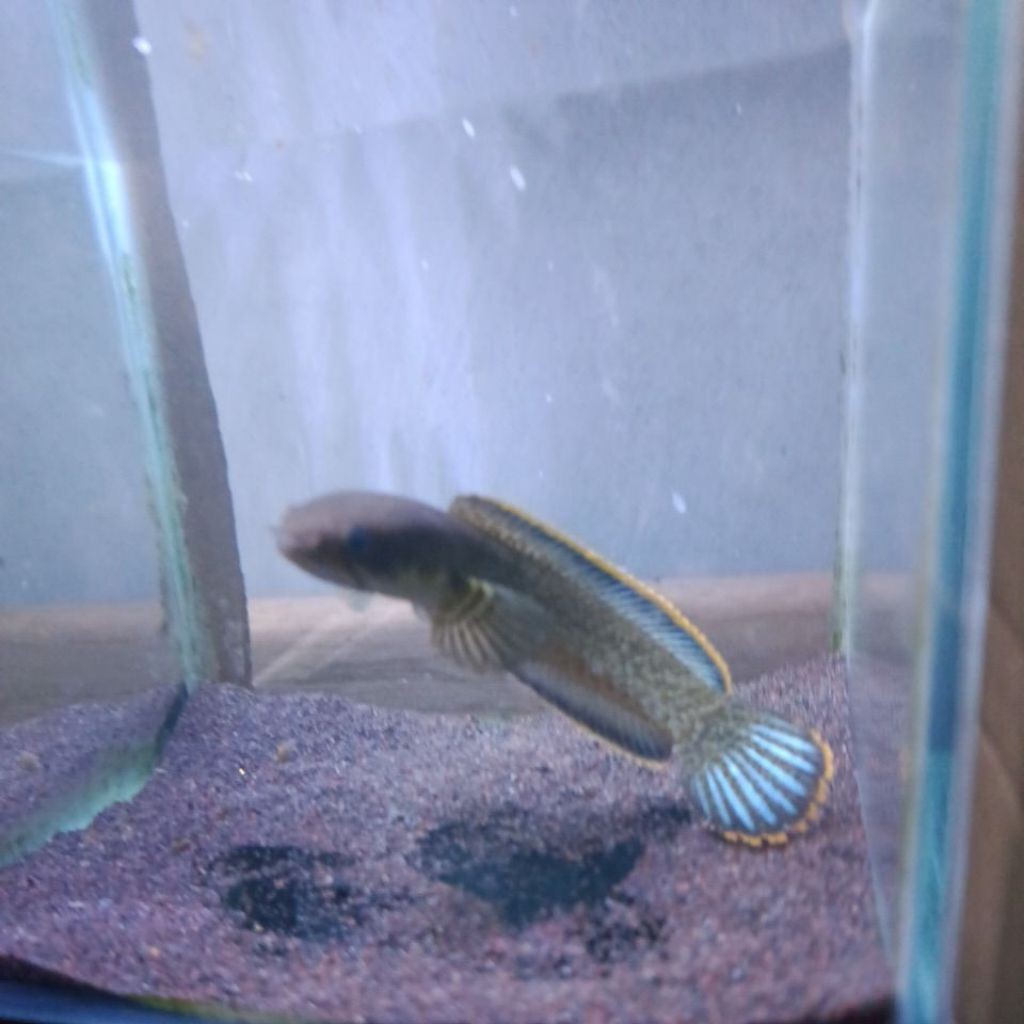 Limbata Wcan Cana Limbata