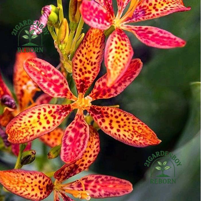 (PROMO) Tanaman Hias Anggrek Dendrobium Siap Berbunga - Pot Plastik/Polibag dengan Tanah