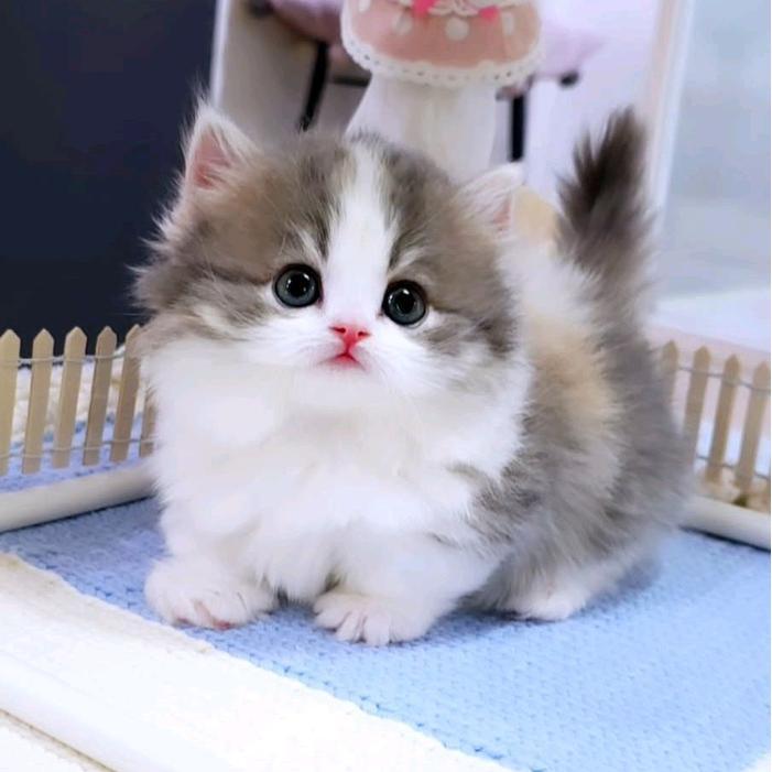 Kucing Munchkin Cebol dan Lucu