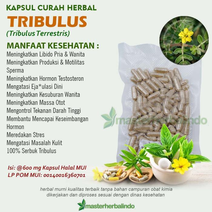 PROMO  Kapsul Curah Herbal TRIBULUS Aphrodisiac Stamina Hipertensi 100 capsul
