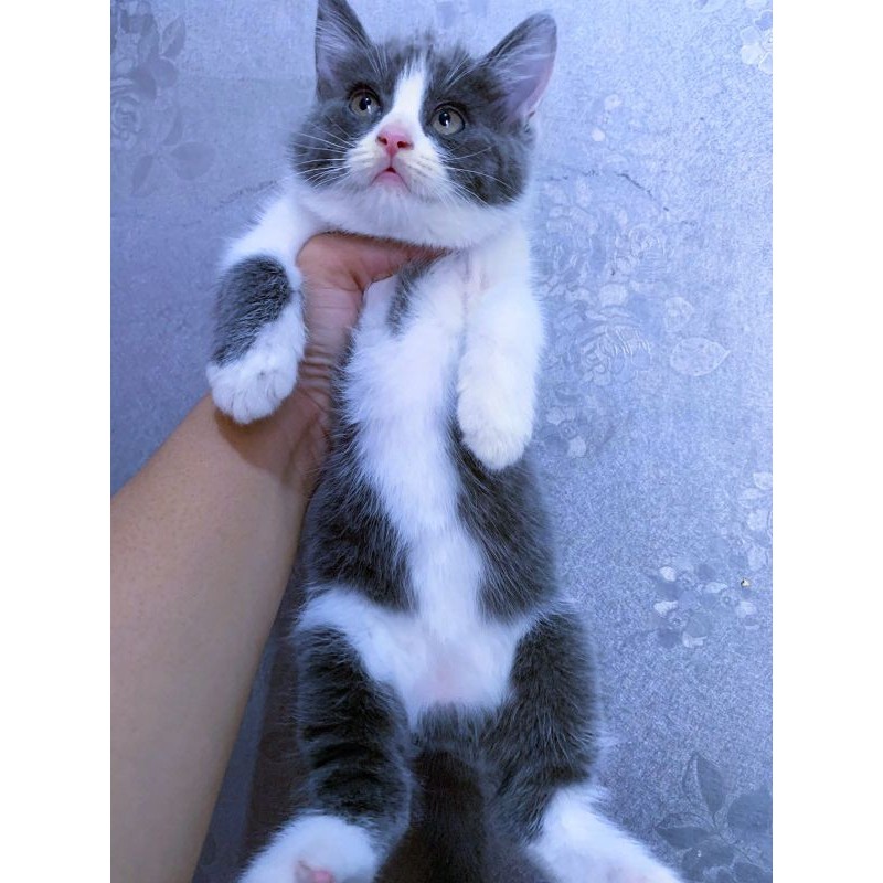 kucing shorthair bicolor