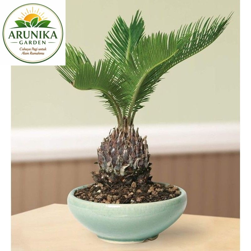 ( BISA COD ) Jenis Pohon Palem Tanaman Hias Pohon Palem Macam2 Tanaman Palem / Palem Sikas - Palm Ko