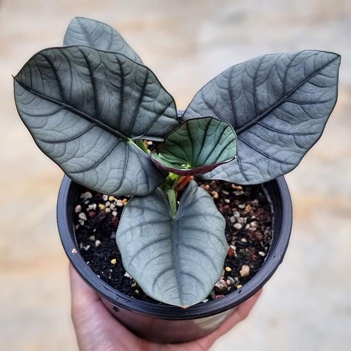 Tanaman Hias alocasia reginae - Bunga Hias Alocasia Reginae