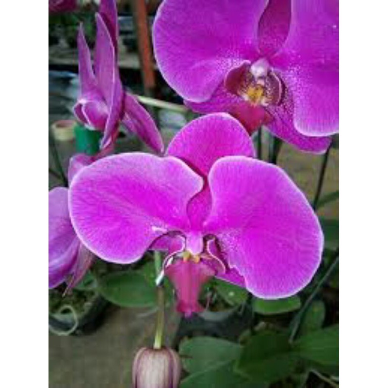 Anggrek Bulan Spike | Anggrek Bulan Dewasa Pasca Bunga - Media Tanam Mos, Warna Acak